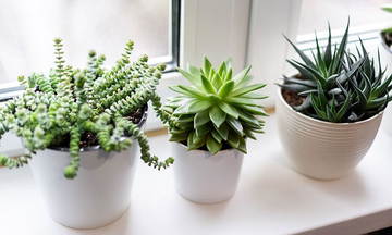Những loại cây cảnh lý tưởng cho người bận rộn sống ở chung cư
