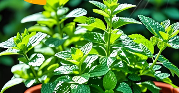 3 loại cây trong bếp làm cho không gian ấm cúng, tài lộc như tự tìm đến