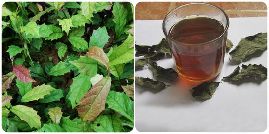 Uống cây xạ đen có tác dụng gì?