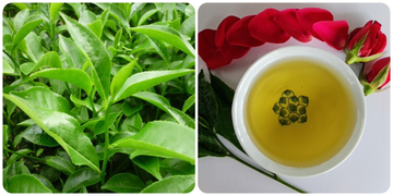 6 lợi ích vàng từ nước chè xanh tươi và những lưu ý để không gây hại sức khỏe