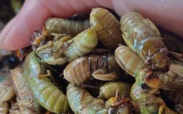 Cấp cứu khẩn lúc nửa đêm sau khi ăn ve sầu