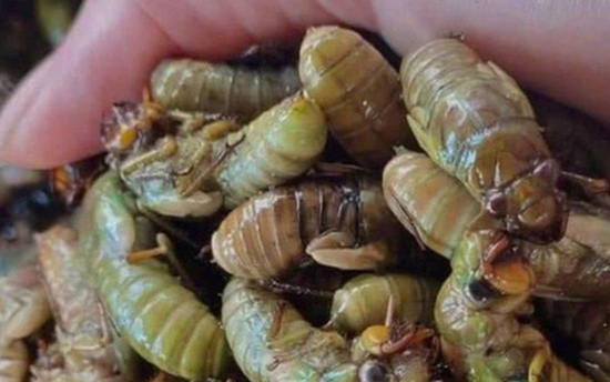 Cấp cứu khẩn lúc nửa đêm sau khi ăn ve sầu