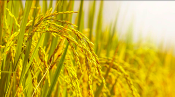 Nguồn gốc và ý nghĩa thành ngữ 'Lúa chín cúi đầu'