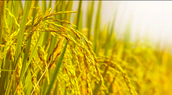 Nguồn gốc và ý nghĩa thành ngữ 'Lúa chín cúi đầu'