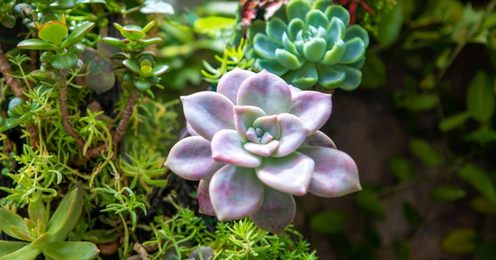 Top cây cảnh “hot trend” phủ sóng mạng xã hội, giới trẻ mê mẩn