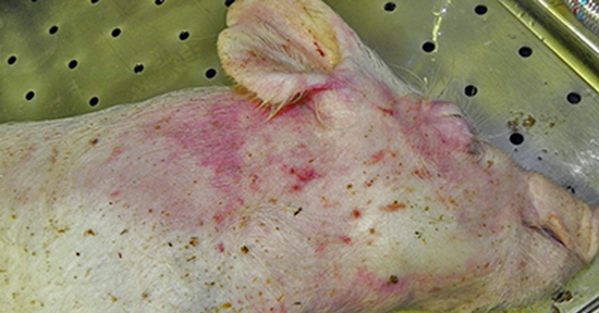 Ăn phải thịt lợn nhiễm dịch tả châu Phi, mức độ nguy hiểm ra sao?