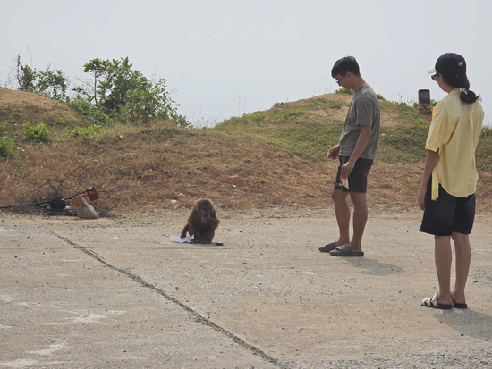 Khỉ tấn công du khách ở cung đường ven biển đẹp nhất Đắk Lắk, 5 người nhập viện