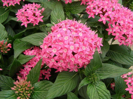 Từ nay đến 29/2 âm lịch, 3 con giáp cá chép hóa rồng, giàu có chạm đỉnh