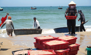 Ruốc xuất hiện dày đặc, ngư dân Đà Nẵng 'bỏ túi' bạc triệu sau vài giờ vươn khơi