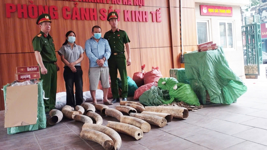 Triệt phá đường dây buôn bán 242kg ngà voi và gần 70.000 bao thuốc lá lậu