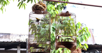 Các con sắp đưa cháu về quê nghỉ hè, ông bà nội tất bật 'giấu tài sản'