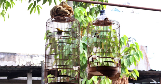 Các con sắp đưa cháu về quê nghỉ hè, ông bà nội tất bật 'giấu tài sản'