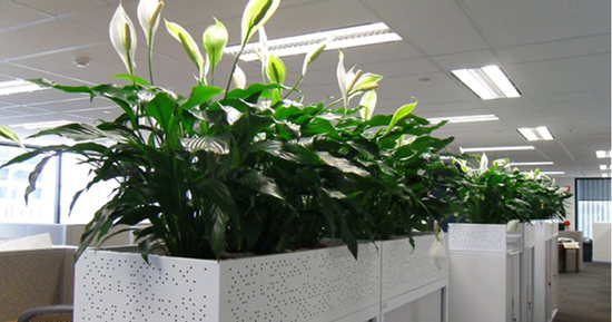 Dân công sở tiết lộ: 10 loại cây tăng sinh khí, giúp văn phòng xanh hơn, làm việc “mượt” hơn