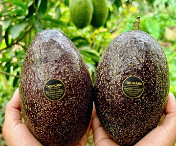 Bơ 160.000 đồng/kg vẫn ‘cháy hàng’, khách muốn mua phải đặt trước cả tháng