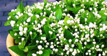 Hoa nhài có nên trồng trong nhà không?