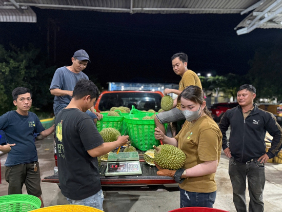 Giá sầu riêng lao dốc, xe ùn ứ chờ kiểm nghiệm: Điều gì đang xảy ra với 'vua' trái cây?