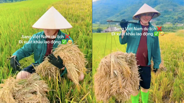 Xem clip khách Tây gánh lúa, dân mạng đùa du lịch mà mệt như xuất khẩu lao động