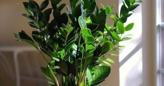 Trước khi trồng cây Kim tiền, người thuộc 2 mệnh này phải đặc biệt lưu ý