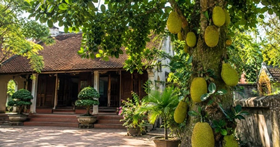 Loại cây trồng trước nhà sẽ 