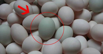 Mua trứng vịt nên chọn quả vỏ trắng hay vỏ xanh thì tốt hơn?
