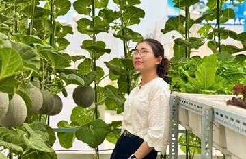 Mẹ đảm TPHCM biến sân thượng 30m2 thành vườn dưa lưới sai trĩu quả