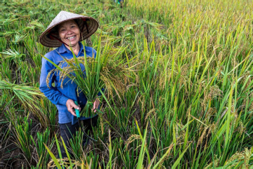 Kinh tế tuần hoàn từ cọng rơm: Không có phế phẩm, chỉ có tài nguyên