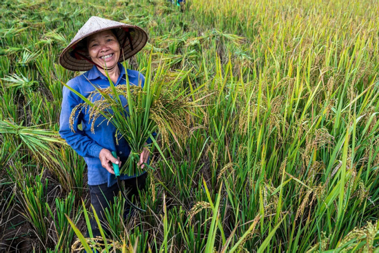 Kinh tế tuần hoàn từ cọng rơm: Không có phế phẩm, chỉ có tài nguyên