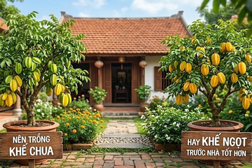 Nên trồng khế chua hay khế ngọt trước nhà tốt hơn?