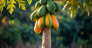 Có nên trồng cây đu đủ trước nhà?