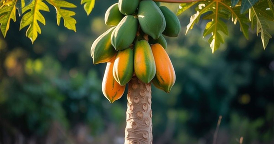 Có nên trồng cây đu đủ trước nhà?
