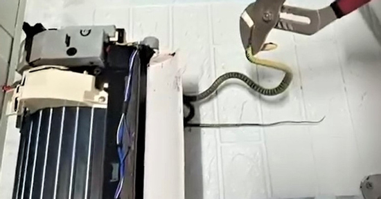 Clip tá hỏa phát hiện 4 con rắn trong điều hòa phòng ngủ