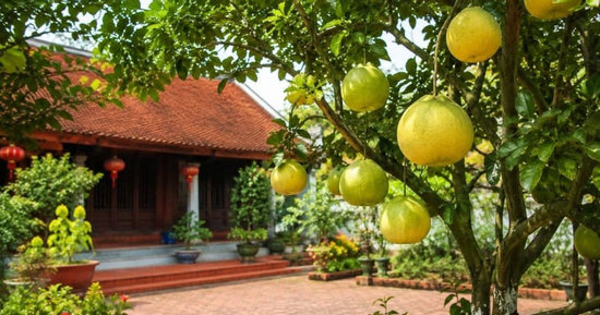 Trồng cây bưởi trước nhà phong thuỷ có tốt không?