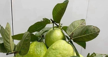 Uống 20 lá ổi mỗi ngày để chữa tiểu đường, người đàn ông ngỡ ngàng với kết quả