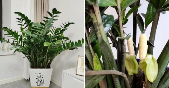 Tại sao bạn nên để một chậu cây kim tiền trong nhà?