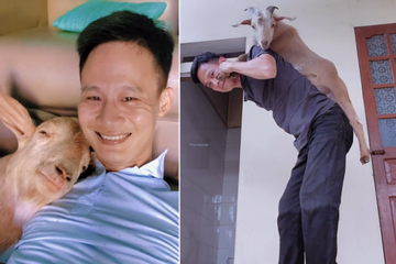 9X Hải Phòng nuôi thú cưng có sừng, chủ đi xa liền lên sân thượng đợi