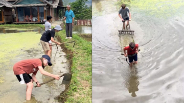 Cảnh khách Tây 'kéo bừa thay trâu' trên ruộng bậc thang ở Lào Cai gây sốt