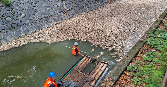 Nhìn xuống dòng kênh, ai cũng rùng mình vì cảnh tượng trước mắt: Mặt nước phủ kín cá chết, mùi hôi bốc lên nồng nặc