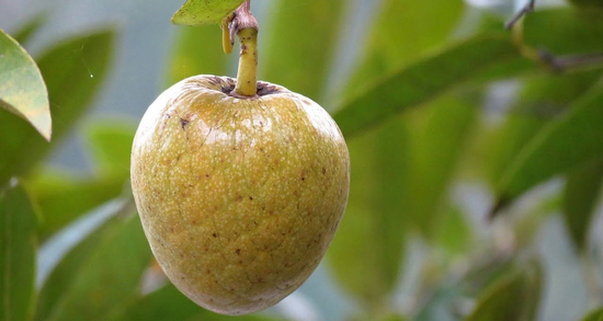 Loại quả đặc sản miền Tây dễ nhầm với mãng cầu, tuyệt đối không ăn hạt