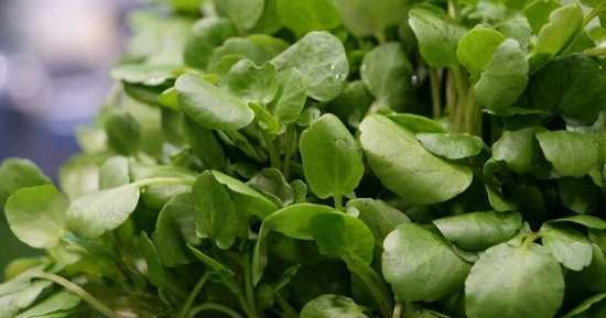 Cây rau nước Mỹ chấm 