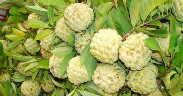 Loại quả đang vào mùa ngon nhất, vừa thơm ngọt lại tốt cho tim mạch và huyết áp nhưng khi ăn có một điều phải đặc biệt cẩn thận