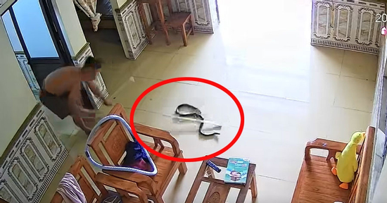 Rắn rơi từ điều hòa xuống phòng ngủ, người phụ nữ ở Phú Thọ hét thất thanh