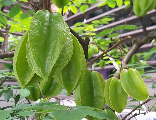 Ăn khế giảm mỡ máu, kiểm soát đường huyết