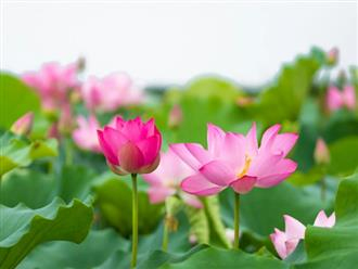 Đúng thứ Năm 20/8/2026, 3 con giáp 'ăn trọn lộc trời', trúng số độc đắc đổi vận, sự nghiệp thăng hoa