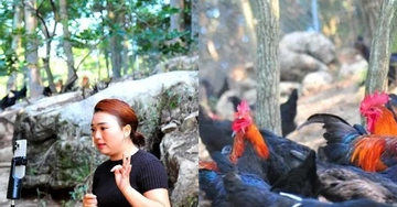 Cô gái về quê làm giàu với 'gà tập gym', tạo việc làm cho hàng trăm người