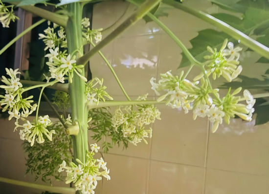 Sai lầm của hai người đàn ông khi dùng hoa đu đủ chữa bệnh