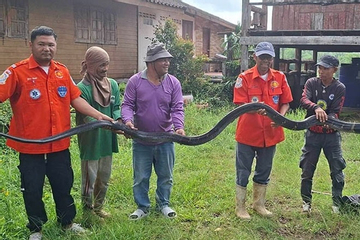 Bắt sống rắn hổ mang chúa khổng lồ nặng 20kg, dài 4,3 mét bò vào nhà dân