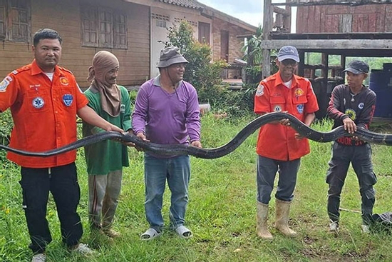Bắt sống rắn hổ mang chúa khổng lồ nặng 20kg, dài 4,3 mét bò vào nhà dân