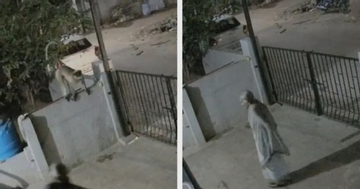 Đang đi dạo trong sân, cụ bà 91 tuổi bị khỉ tấn công đến tử vong: Camera ghi lại phút ám ảnh