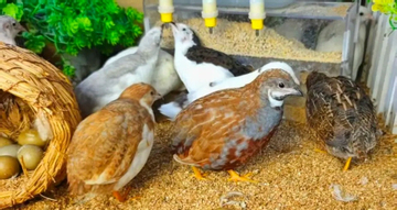 Chàng trai biến trường học bỏ hoang thành trang trại gà 'tí hon', kiếm tiền tỷ